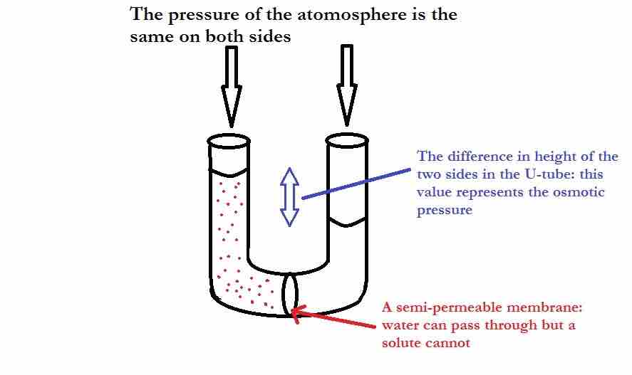 U-Tube showing osmotic pressure